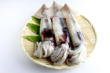 生スルメイカ