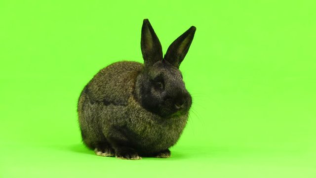 brown  rabbit  isolated on green screen (three months old) studio shot