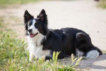 Colie ridge dog lying on the ground	looking something.