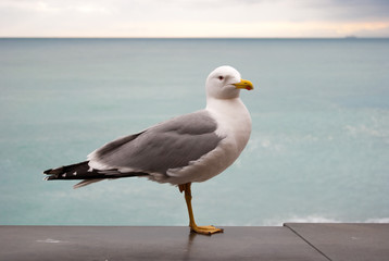 Close up of seagull with dark sea