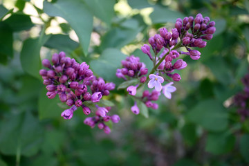 Fototapeta na wymiar Blooming Syringa close up. Purple Syringa on a background of green foliage.