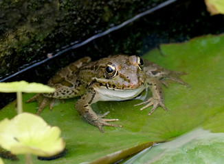 Frog sits on a leaf of a water lily