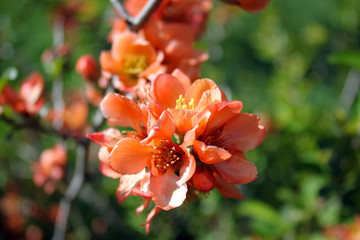 Blooming Chaenomeles. The flowering Japan quince.