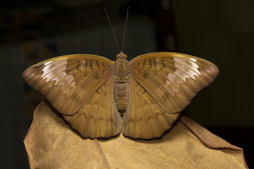 Powdered Baron, Euthalia sp, Nymphalidae, Trishna, Tripura