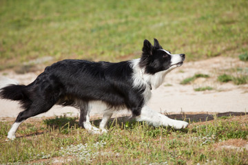 Border Collie ready to catch something.