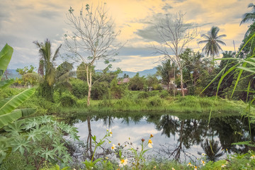 Lovely romantic picture of tropical pond with reflections and palms in Thailand