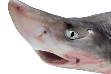 Naklejka premium アブラツノザメ