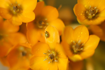 ladybug on an orange flower