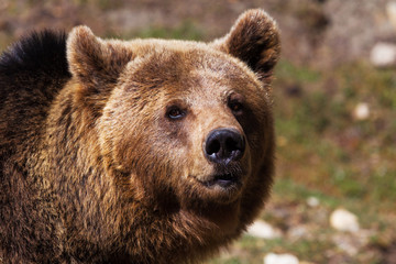 Fototapeta na wymiar tête de l'ours brun