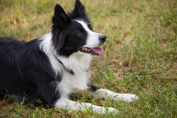 Happy Border Collie dog outdoors.