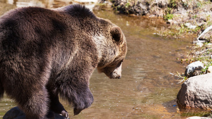 ours brun en train de pêcher