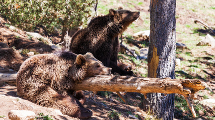 ours dans la for&ecirc;t