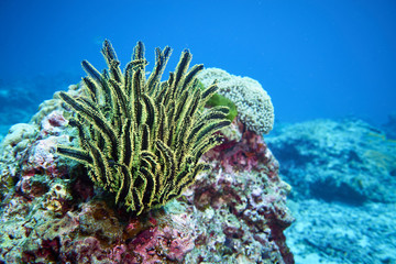 Naklejka premium Fish on underwater coral reef