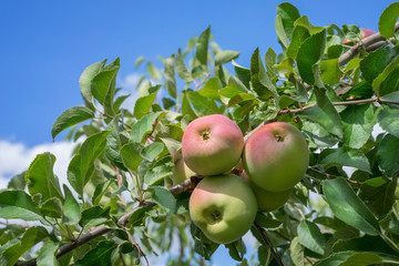 apples on a branch against a blue sky background
