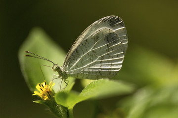 Psyche, Lieptosia sp, Pieridae, Near Gurjee, Tripura