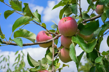 ripe apples on a branch