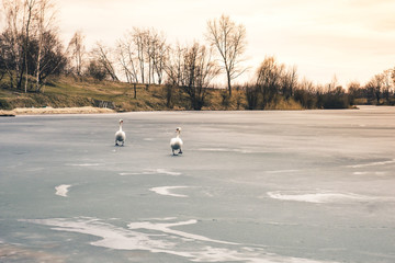 Two large beautiful white swans walk on the ice covered lake at sunset