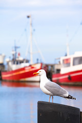 Seagull and Fishing Boats / Seagull with open beak standing at pillar of small town harbor with beautiful red fishing boats at background, Warnem&uuml;nde - Germany (copy space)