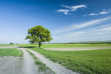 Fototapeta na wymiar Large tree on the field road and blue sky