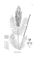Illustration of fern