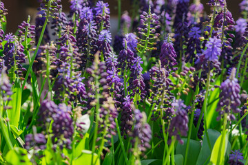 field of flowering muscari in the spring garden