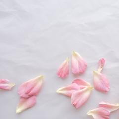 Rose petals decorated on pink background