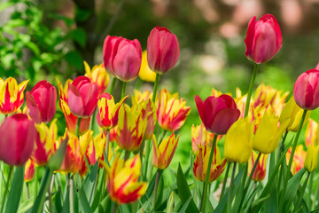 close up of blooming red and yellow tulips in city park outdoors
