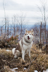 Portrait of gorgeous dog breed Siberian Husky sitting in the forest in the withered grass on the mountains background