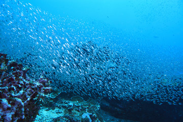 Fototapeta na wymiar Fish on underwater coral reef
