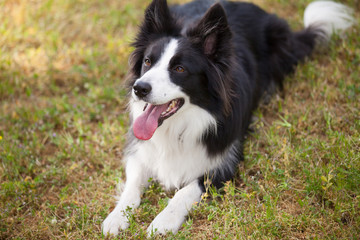 Colie ridge dog lying on the ground