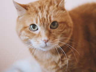 Lovely red cat. Soft focus. Color toned.