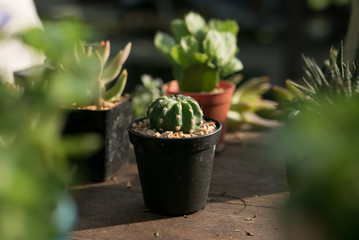 Collection of cactus in Potted, Nature light.