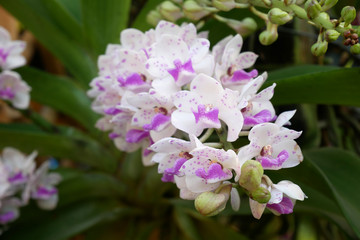 Beautiful orchid flower in tropical garden.