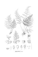 Illustration of fern