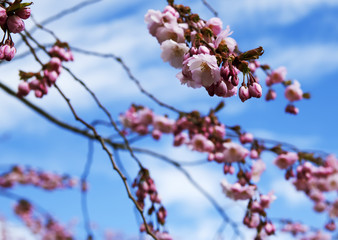 Sprigs of cherry blossoms. The Royal Park. Stockholm
