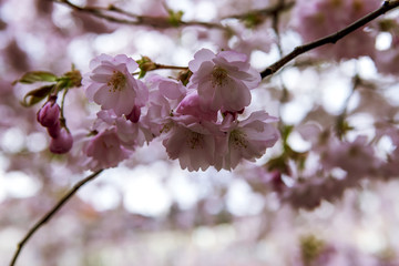 Fototapeta na wymiar Sprigs of cherry blossoms. The Royal Park. Stockholm
