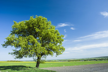 A huge tree in the field