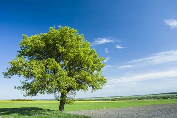 Photo sur Plexiglas Arbres Un arbre énorme dans le domaine