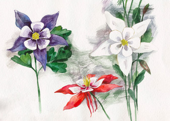 Watercolor flowers. Plant with red, white, purple flowers 