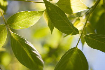 Fototapeta na wymiar Tree branch leaves backlight summer nature background