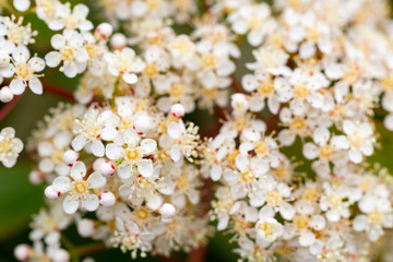 Bridal-wreaths, Rosaceae family, opaque white flowers background