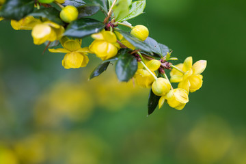 James's barberry, Berberis jamesiana, focus on bush branch with yellow flowers.