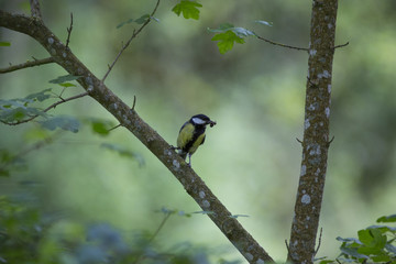 Mésange charbonnière