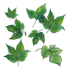 Naklejka na ściany i meble Green leaves, watercolor set