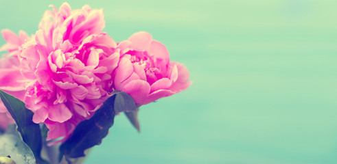 Beautiful pink peony flowers against blue background; spring/floral background