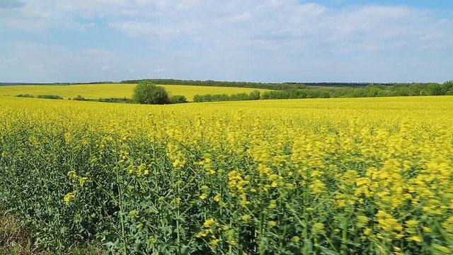 Rapeseed in field