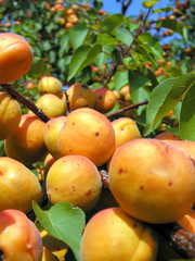 close-up of the ripe apricots in the orchard, vertical composition