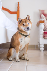 The Cute Shiba Inu, indoor shooting