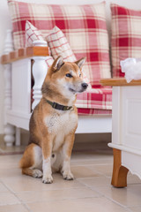 The Cute Shiba Inu, indoor shooting