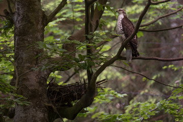 Hawk is guarding his nest in the forest